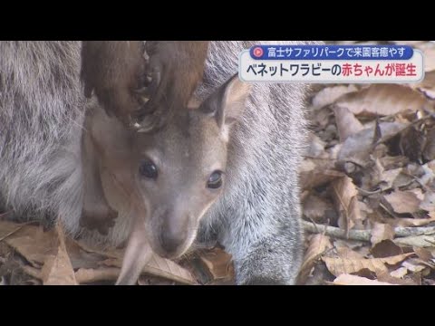 YouTube Video ベネットワラビーの赤ちゃんが誕生　オーストラリアを中心に生息　静岡・富士サファリパーク