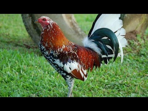 Spangled Hatch | R&K Gamefarm