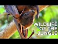 World Of The Wild Episode 6 The Jungles Of Asia Free Documentary Nature