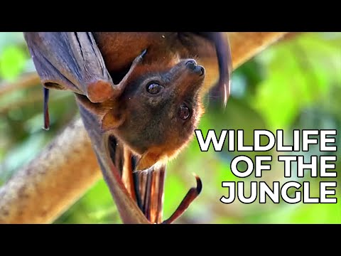 World of the Wild