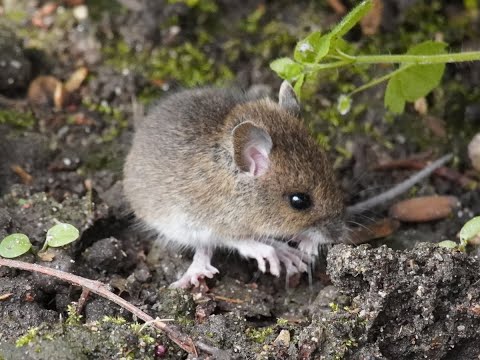 This tiny wood mouse is not afraid of humans!