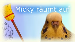 Wellensittiche Micky | #Micky räumt auf