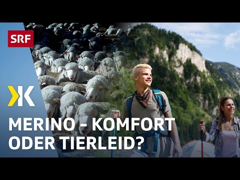 Merino-Shirts im Test: Wie waschbeständig ist die Wunderwolle? | 2025 | Kassensturz | SRF