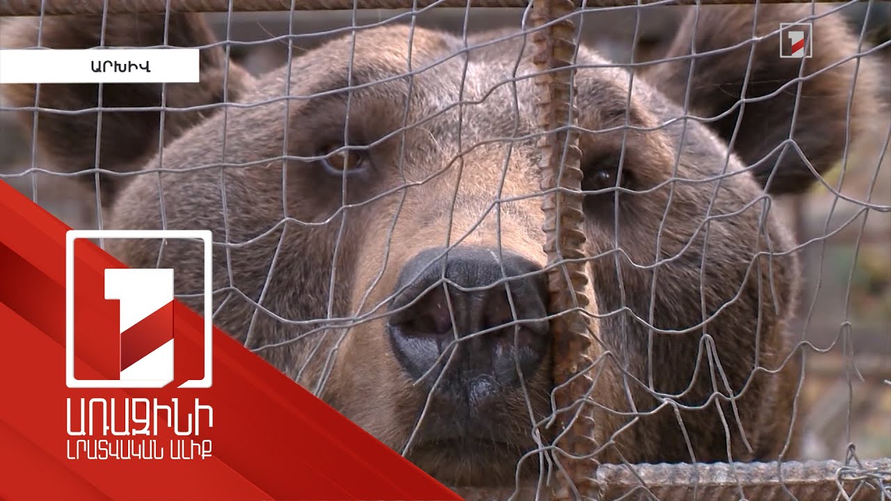 Արցախում՝ մասնավոր տարածքում անազատության մեջ պահվող վայրի կենդանիները կտեղափոխվեն. դրանք հյուծված են