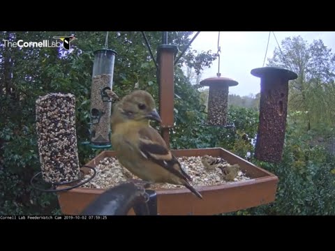 American Goldfinches Forage On Rainy Day In Sapsucker Woods – Oct. 2, 2019
