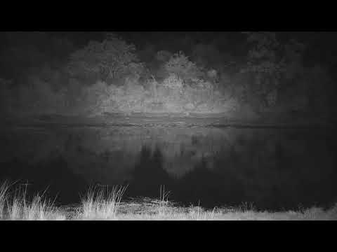 Djuma: Lone Hyena walks by-finds Impalas carcass on other side/takes off with it - 20:40 - 06/22/21