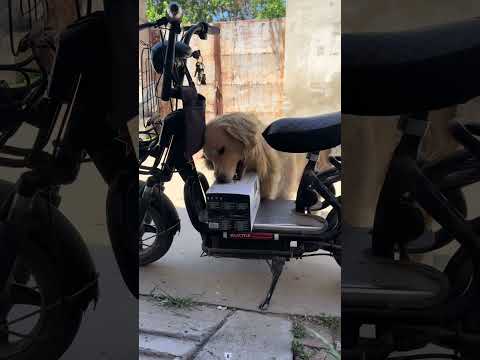 Golden retrievers are not soft persimmons