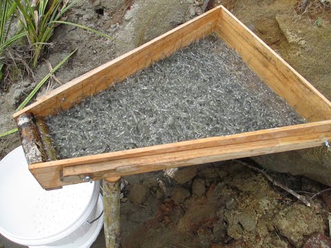 White baiting the west coast 2019 nz