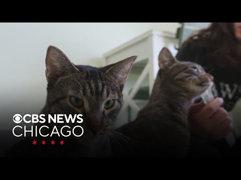 Sakay and Satay are the PAWS Pets of the Week - YouTube