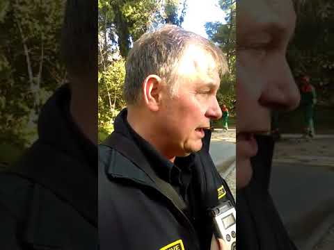 Počela sječa stabala na Marjanu