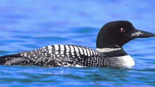 My Loon