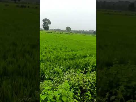 2 Acre Agricultural/Farm Land for Sale in Parshivni Nagpur Nagpur