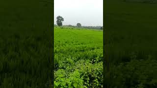 Agricultural Land for Sale in Parshivni Nagpur, Nagpur