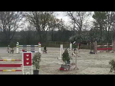 Carlucci (L.B. Crumble x Caretino)