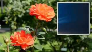 The Wild Rose {Jim Reeves Cover}