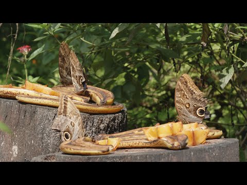 A Walk Through Fairchild Tropical Botanic Garden