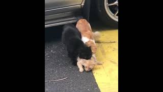 Download lagu Kes Rogol Terkini mp3 Download lagu Kes Rogol Terkini mp3