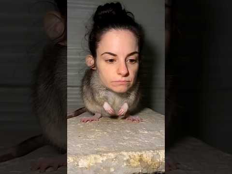 Such a cute little animal… but with attitude) #funny #viral #nyc #comedy #short