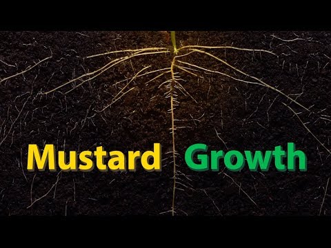 Mustard Growth - Time Lapse