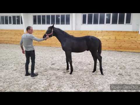 Lemilian Colt by Lord Europe - Florencio - Donnerhall