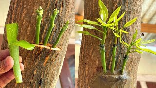 Download lagu Three Multi grafting On One Mango Tree | How To Graft A Mango Tree mp3