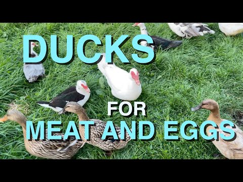 Raising Ducks for Meat and Eggs | Processing & Making Pate, Broth and Roast Duck