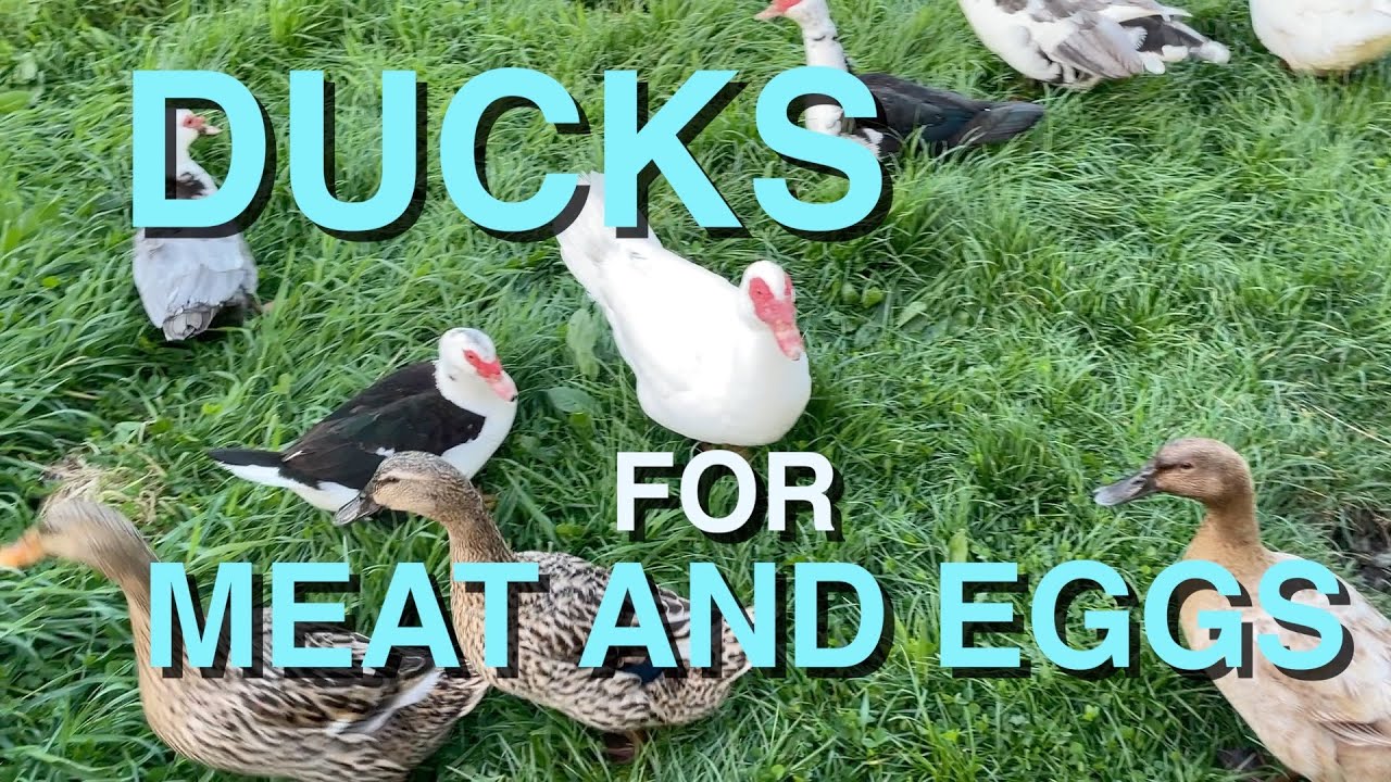 Raising Ducks for Meat and Eggs | Processing & Making Pate, Broth and Roast Duck