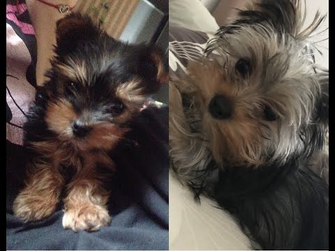 Міні йорк з 2 місяців до року/Мини йоркширский терьер-перемены.