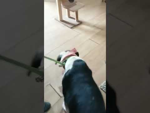 Vídeo de TUX
