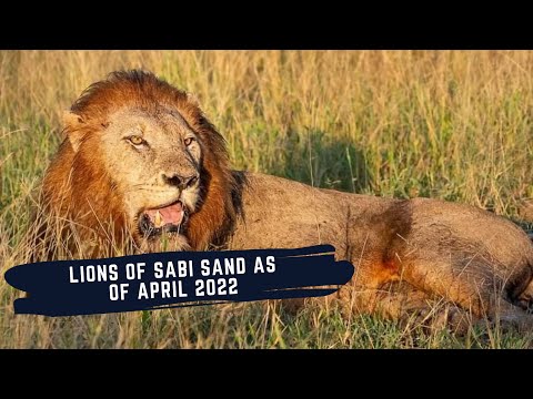 N'WASWISHAKA GETS ATTACKED BY RIVAL COALITION - THE LIONS OF SABI SANDS - EPISODE 8 - April 2022