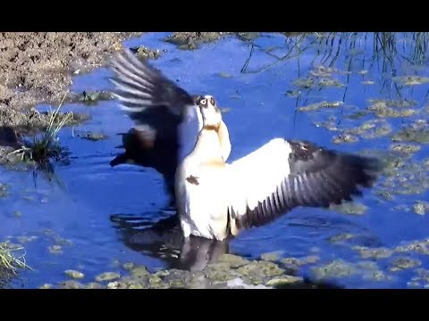 Mating and bathing Egyptian Geese. Rosie's Pan. 24 April 2019