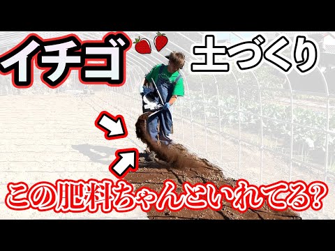 イチゴの肥料はいつ、どのように与えるのですか？一番良い肥料は何でしょうか？  庭園