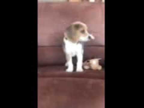 Ameila - Beagle puppy for sale