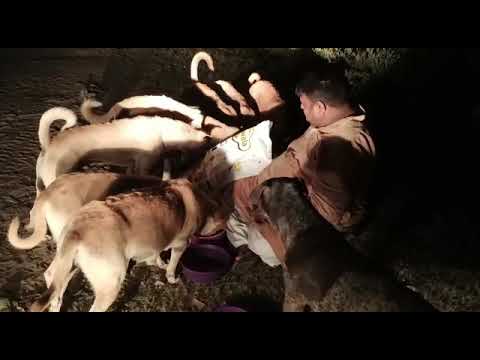 street dog # late night