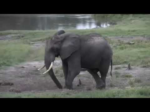 Bull Elephant Dust Bathing at Tembe, 3/6/2021
