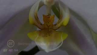 Fluorescent Orchid/ Fluoreszierende Orchidee