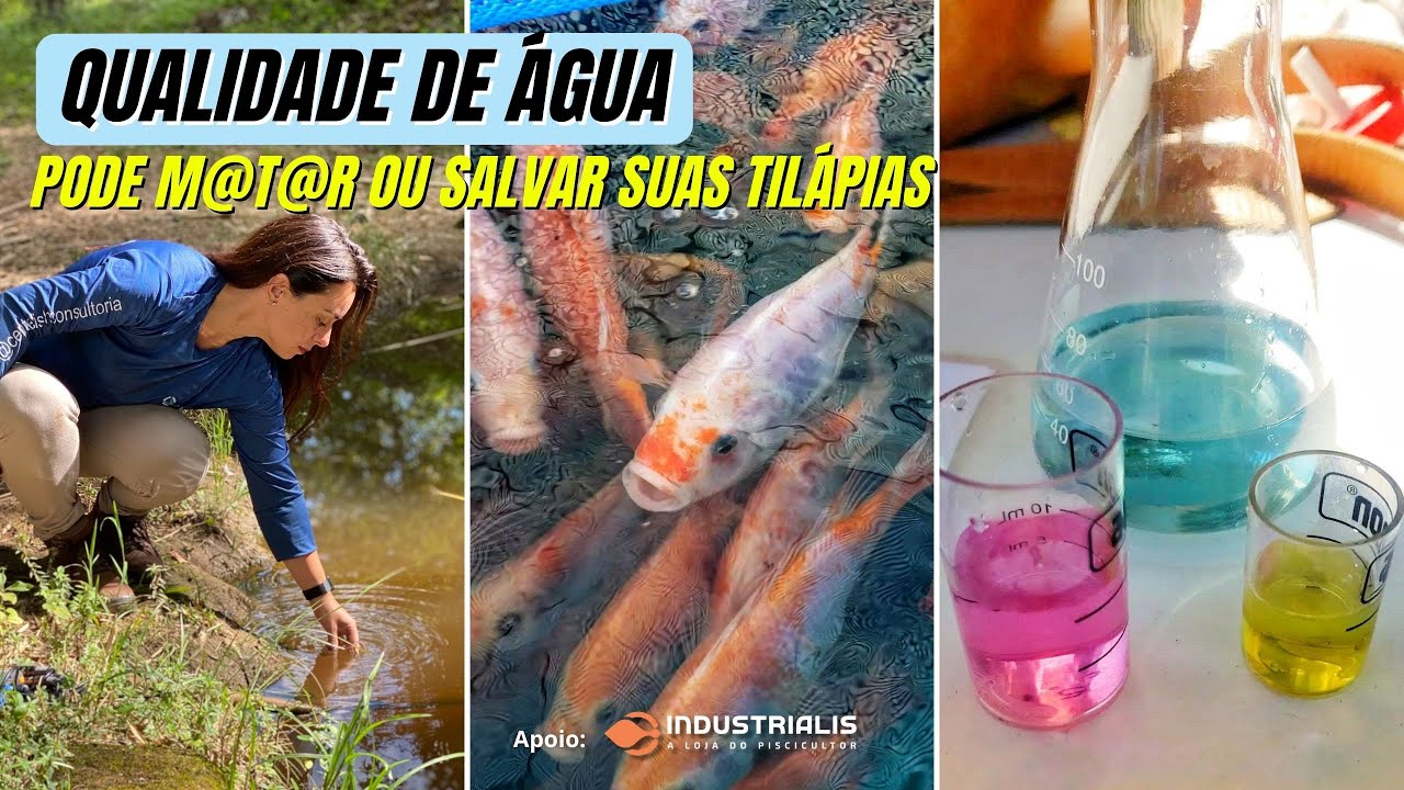 5 parâmetros de qualidade de água que podem salvar ou m@t@r suas tilápias