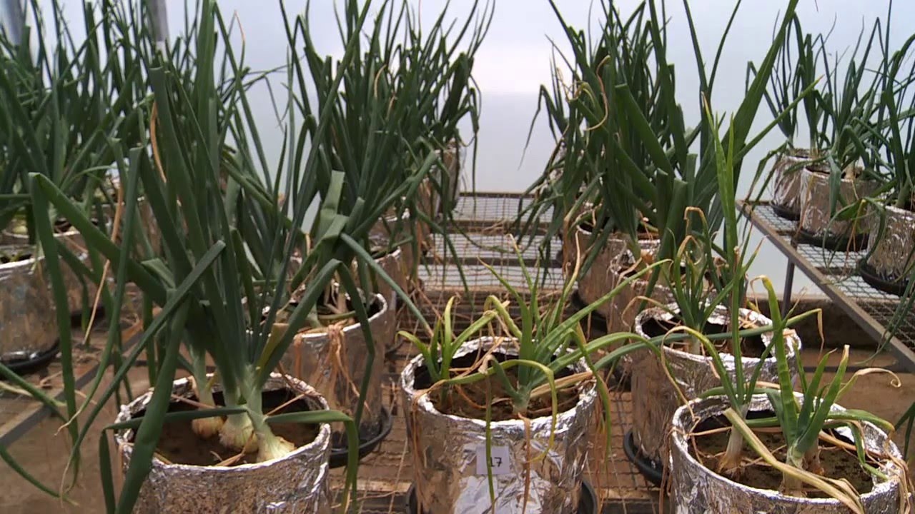 SCIENTIA - CEBOLAS (23/02/15)