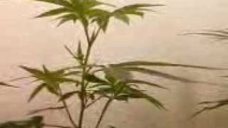 2 Week Old Afghan Goo