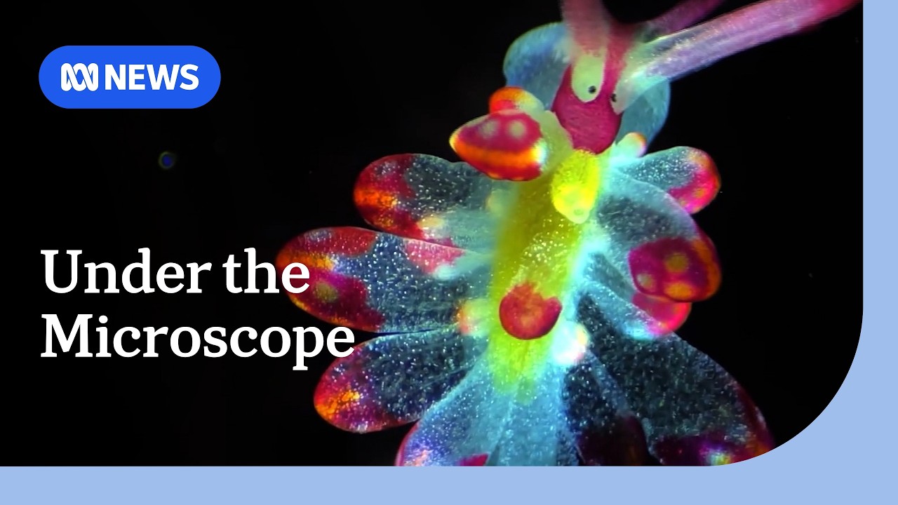 Microscopic wonders captured in Nikon Small World competition | ABC NEWS - YouTube
