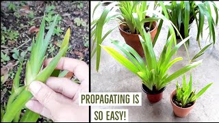 How I propagate my Walking iris plant by the offshoots🌱 After it flowers🌸