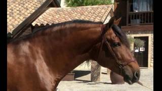 Rotego Ranch's Imported Stallion JOCOSO