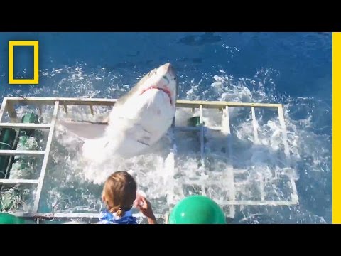 Diver Narrowly Escapes When Great White Shark Breaks Into Cage | National Geographic