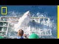 Diver Narrowly Escapes When Great White Shark Breaks Into Cage National Geographic