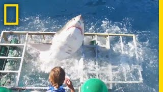 Diver Narrowly Escapes When Great White Shark Breaks Into Cage | National Geographic