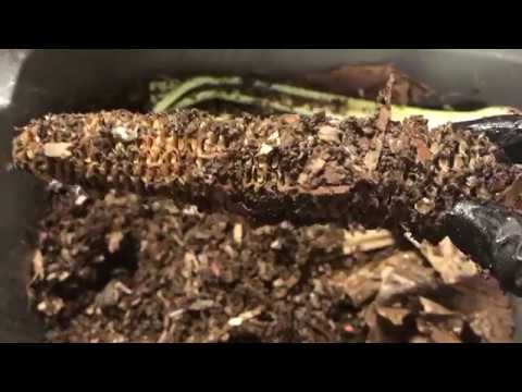 European Night Crawler Bin Update + Cocoon!