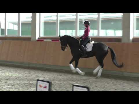 2016 Bluehorse Lets Dance