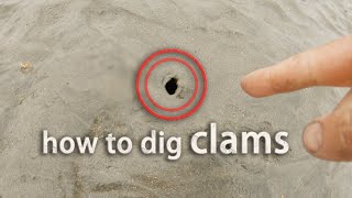 How to Dig Gaper Clam(Horseneck)! Clamming Tips and Tricks. Forage and Cook!