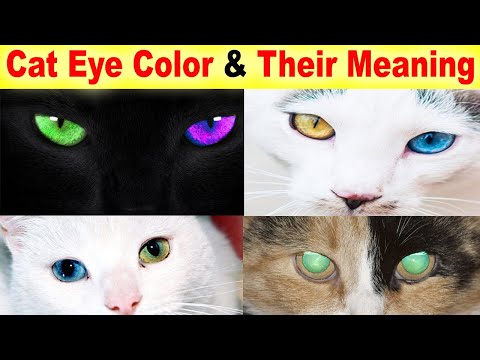 The Most Common Cat's Eye Color and Their Meaning