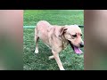Lucy S Happy Park Walk Cutest Labrador Moments Labrador CuteDog DogVlog LabradorRetriever